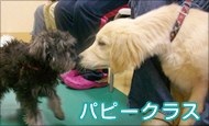 パピークラス