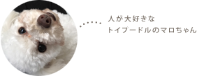 人が大好きなトイプードルのマロちゃん