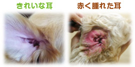 赤く腫れた耳ときれいな耳の比較