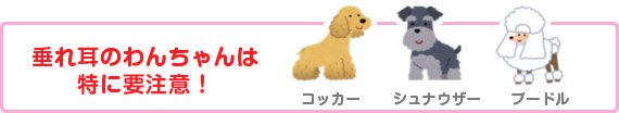 垂れ耳のワンちゃんには特に注意！