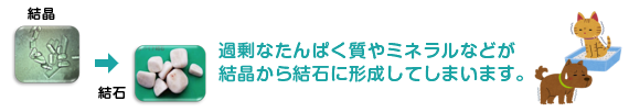尿石ができるしくみ