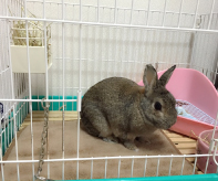エキゾチック向けのゲージ
